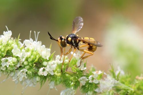Réf. 267 144 : Conops silaceus